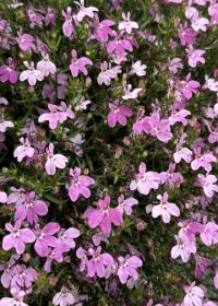 Lobelia erinus Heatopia� Pink ('Balspringin')
